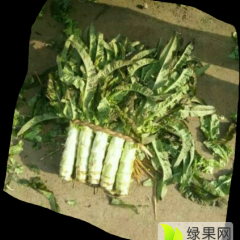 有窝笋甘蓝花菜洋葱白菜冬瓜西瓜
