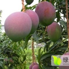 昌江芒果香甜可口八所陈先生诚信合作