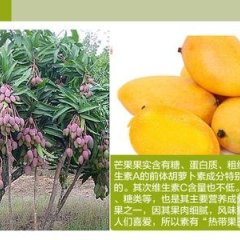 海南东方产地芒果类型多可选