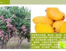 海南东方产地芒果类型多可选
