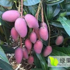 2017乐东芒果值得出手