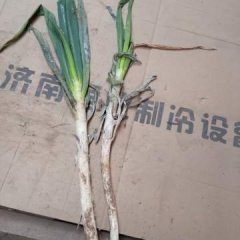 安丘大葱 葱越来越少后期看涨