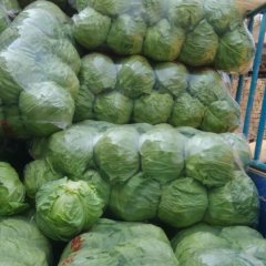 红花镇包菜 专业种植各种新鲜蔬菜等农产品