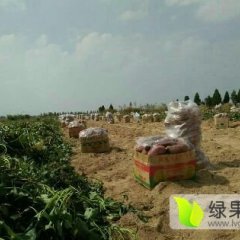 山东临沭苏薯8号装箱装袋。做商品薯