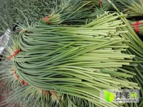 2017年山东金乡蒜苔价格