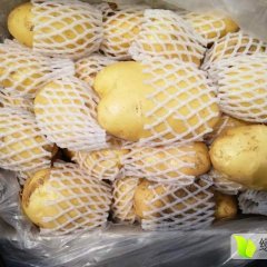 滕州早春土豆现在大量上市