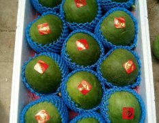 河北乐亭甜瓜持续上市，品种有绿宝