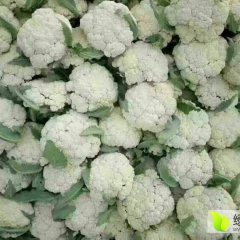 山东大量供应莴苣西葫芦甘蓝菜花
