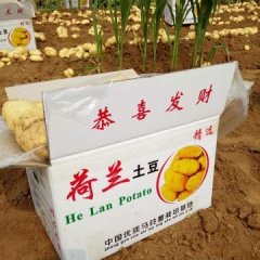 大棚新土豆，荷兰土豆大量供应中，山东肥城土豆