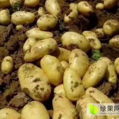 平阴店子冷库荷兰十五土豆大量供应