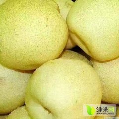 2017大荔 陕西冷库大量供应贡梨