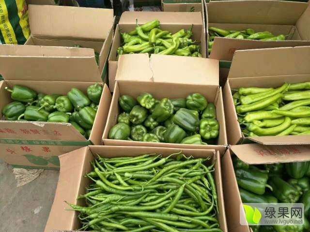 2017年河北永年小白菜价格