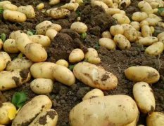 滕州春季土豆大量供应，欢迎新老朋友实地考察