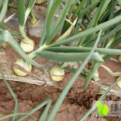 新野樊集黄皮洋葱已接近成熟