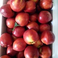 2017平度中油四号以口感甜，颜色深