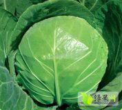 定州北平王立术4月8398甘蓝