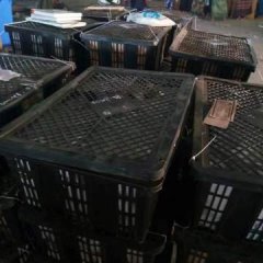 缅甸圣德隆，曼德勒产地直供，芒果