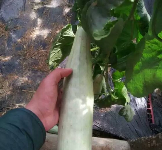 2017年山东寒亭羊角蜜价格
