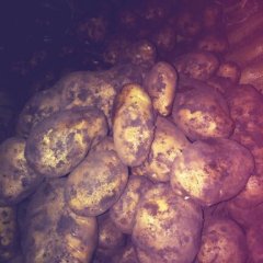 牙克石市本地窖藏荷兰土豆 荷兰十五