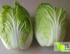 山东岱岳白菜大量上市，主要品种菊锦，金锦