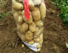 大量供应大棚荷兰十五新土豆