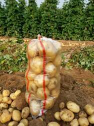 辽西最大的马铃薯种植基地 绥中土豆
