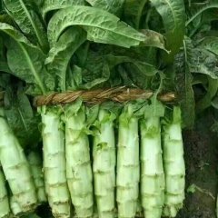 郯城苏北鲁南最大的莴笋生产基地