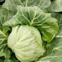 红花镇现在有万亩甘蓝 包菜，圆形