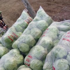 郯城红花镇中甘21甘蓝种植基地