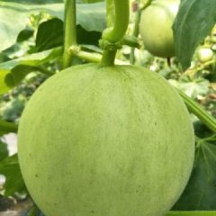 大量生产香瓜，品种是：伊丽莎白