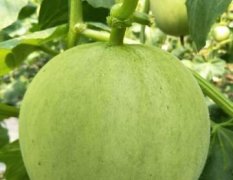 大量生产香瓜，品种是：伊丽莎白