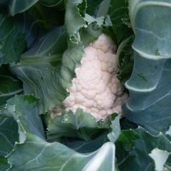 菜花 专业种植各种新鲜蔬菜等农产品