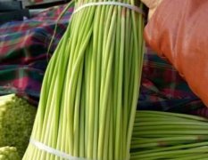 通许县 蔬菜基地 低价大量供应 精品蒜苔