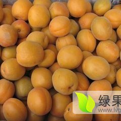 陕西大荔县卫峰果品专业合作社金太阳杏