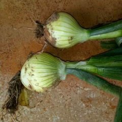 新野洋葱基地 大量供应红皮洋葱，黄皮洋葱