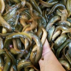 山东阳谷泥鳅 常年供应纯野生泥鳅