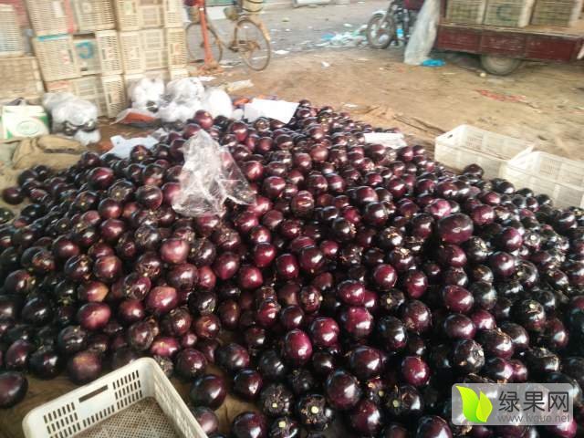 2017年山东东昌府黑茄王价格