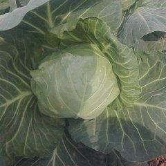 2017博爱甘蓝供全国客商前来采购