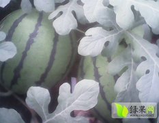 临朐西瓜上市之际，品种有京欣，甜王等