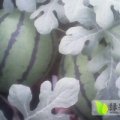 临朐西瓜上市之际，品种有京欣，甜王等