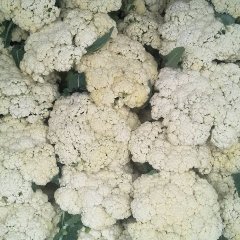 徐州北蔬菜基地大量供应甘蓝，芹菜