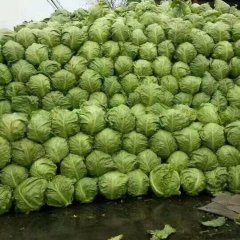 2017郯城最大的中甘21甘蓝种植基地