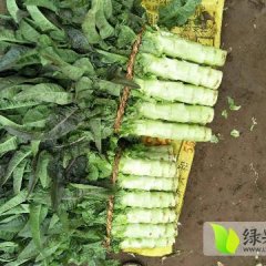 2017郯城莴苣再不来就没机会了！