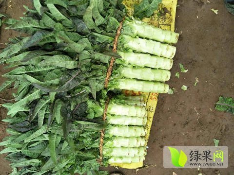 2017年山东郯城福建飞桥紫叶香价格