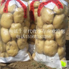 中薯5号、荷兰土豆大量上市