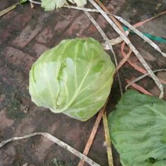 定州城南陈现荣4月中甘21甘蓝