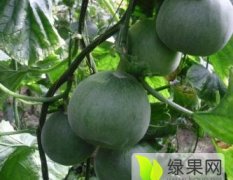 山东费县绿宝石甜瓜种植面积大，品质好