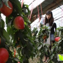 山东大棚油桃基地产品，中油5号，中油4号