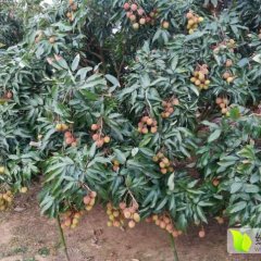 广东廉江我司自有荔枝果园，也有大量合作的果