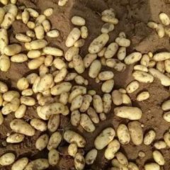 滕州春季大棚土豆上市了，黄皮黄心